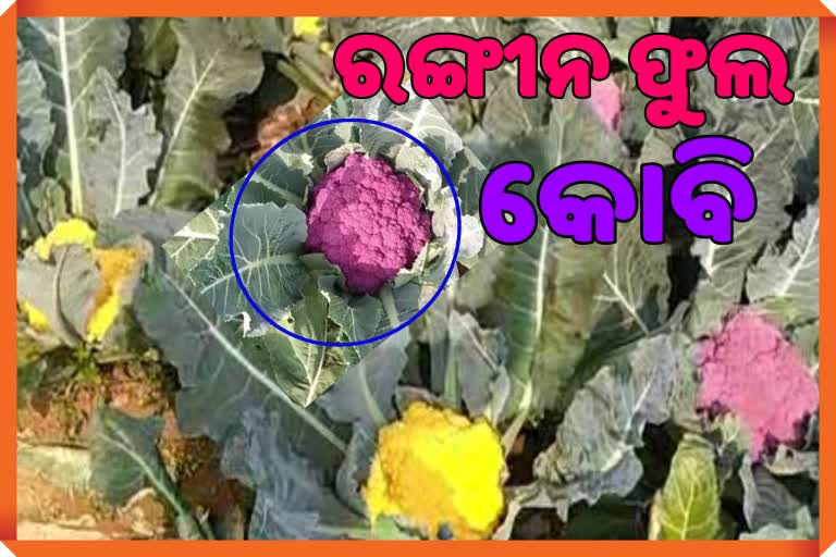 ରଙ୍ଗୀନ ଫୁଲ କୋବି ଚାଷୀଙ୍କୁ ମିଳିବ ପ୍ରୋତ୍ସାହନ, ଉଦ୍ୟାନ ବିଭାଗ ନେବ ଦାୟିତ୍ତ୍ୱ