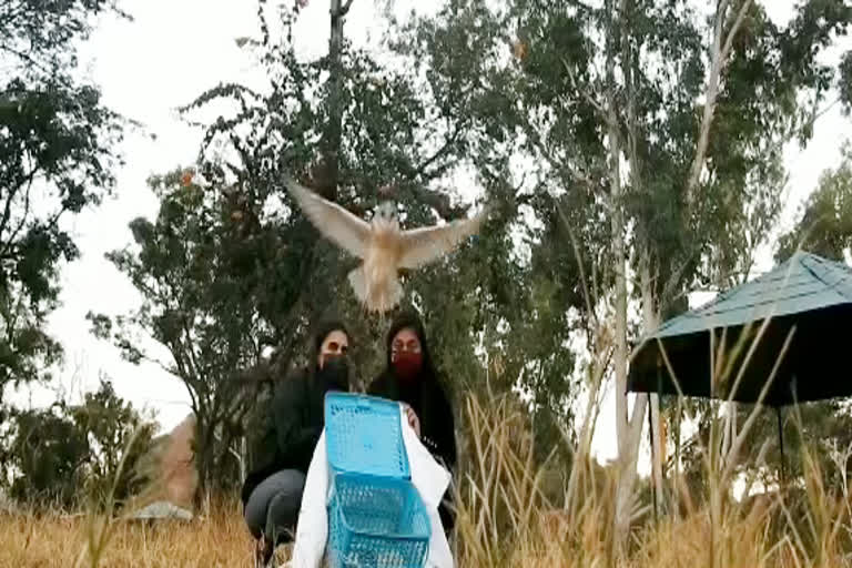 घायल पक्षियों का इलाज, Treatment of Injured Birds