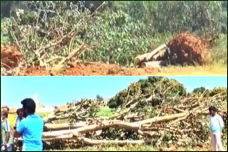 100 of trees cut down