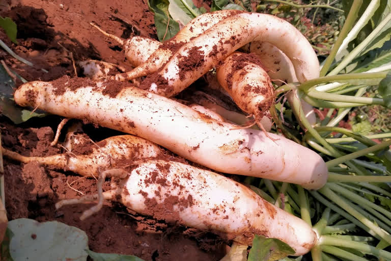 big-size-radish-in-vishaka in andhra pradesh