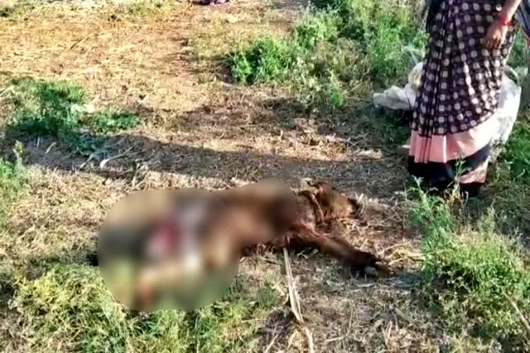 cheetha attacks on calf in gadag