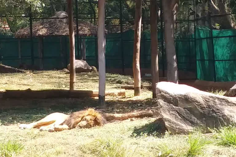 Mysore Zoo