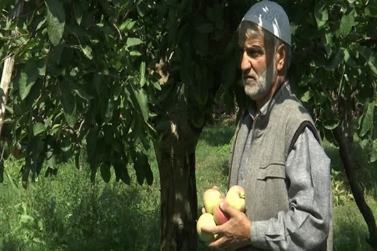 Kashmiri farmers fear heavy losses due to import of Iranian apples