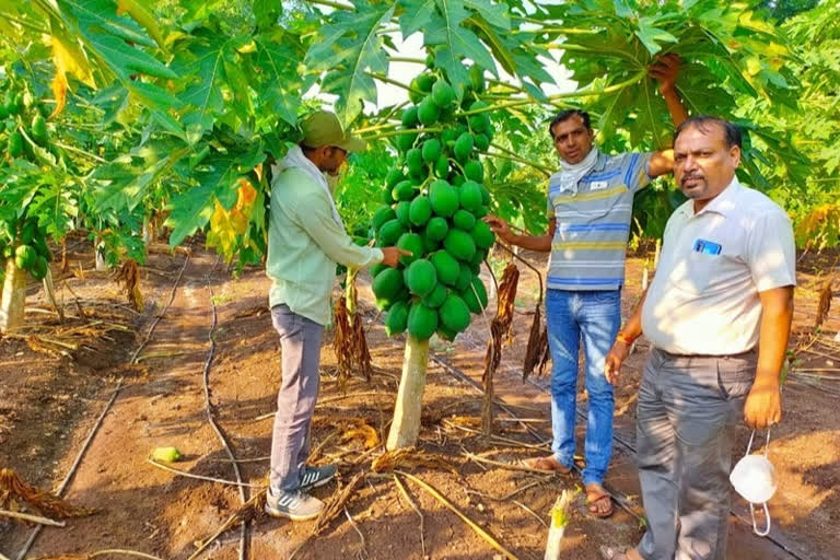 The farmer is not the only farmer who grows crops in the field