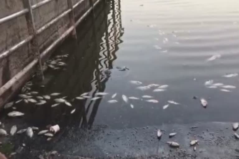 વડોદરા વારસિયા તળાવમાંથી મોટી સંખ્યામાં મૃત હાલતમાં માછલીઓ મળી