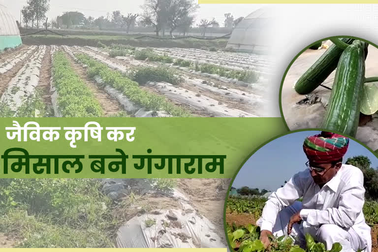 Profits from organic farming, गंगाराम सपेट ने जैविक खेती को चुना करिअर