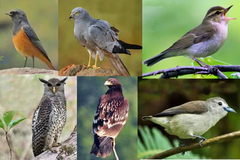 6-new-species-of-birds-were-discovered-in-the-first-bird-census-at-mysore