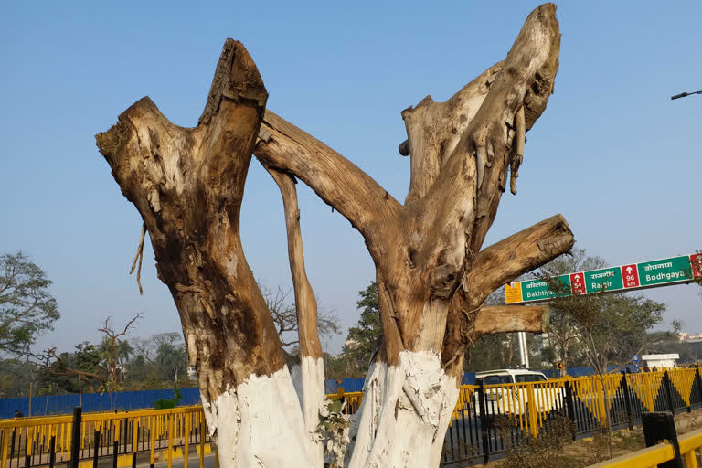 Dry tree on R Block Digha Road