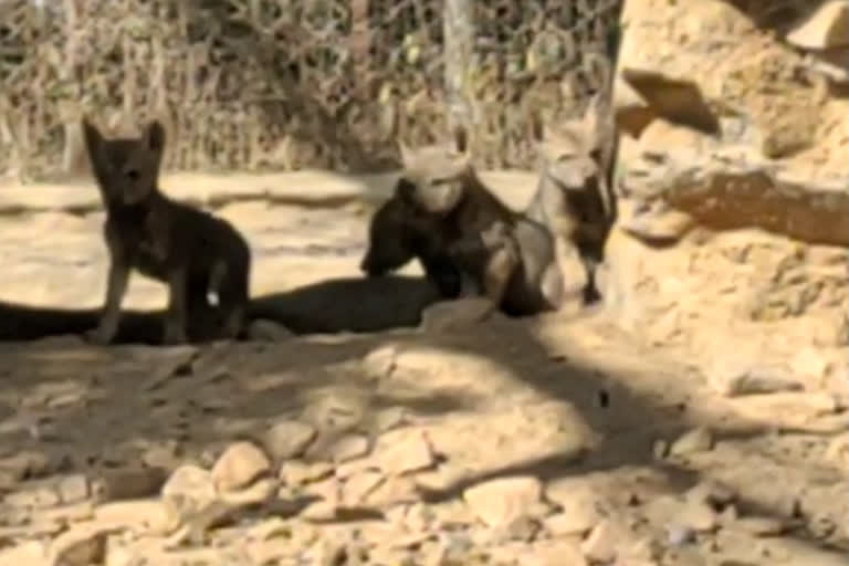 nahargarh biological park