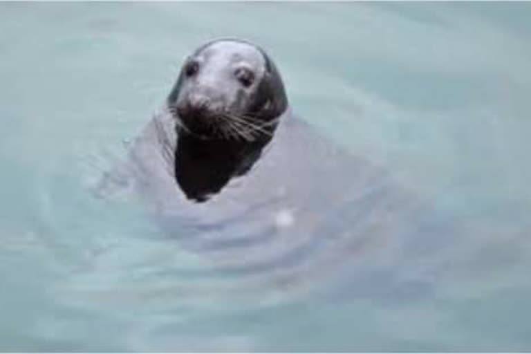 viral video of seal fish har ki paidi