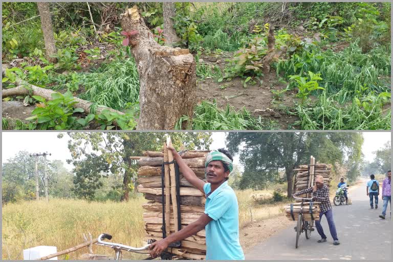 Wild animals came to population area due to large number of tree cutting in Boudh