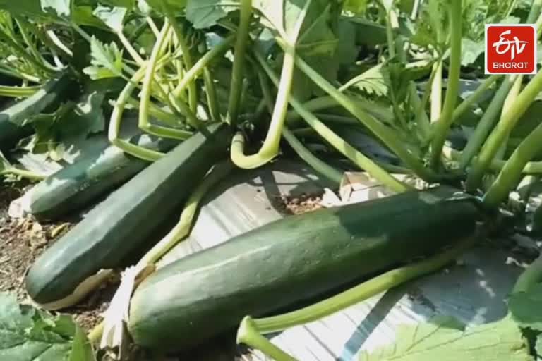 zucchini