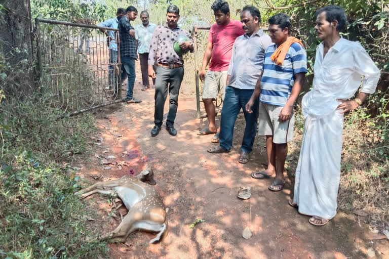 Deer died, Deer died in accidently hit to gate, Mangalore news, Mangalore news 2021, ಜಿಂಕೆ ಸಾವು, ಗೇಟ್​ ಡಿಕ್ಕಿ ಹೊಡೆದು ಜಿಂಕೆ ಸಾವು, ಮಂಗಳೂರು ಸುದ್ದಿ, ಮಂಗಳೂರು ಸುದ್ದಿ 2021,