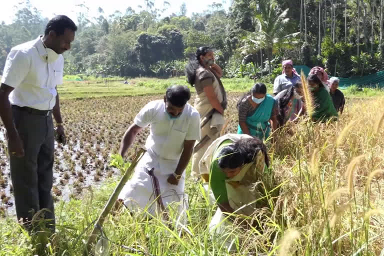 Idukki High Range with the success story of paddy cultivation  Idukki High Range  paddy cultivation  Idukki  നെല്‍കൃഷിയുടെ വിജയഗാഥയുമായി ഇടുക്കി ഹൈറേഞ്ച്  നെല്‍കൃഷി  ഇടുക്കി ഹൈറേഞ്ച്  കുടുംബശ്രീ പ്രവർത്തകര്‍  ജെഎൽജി ഗ്രൂപ്പ്