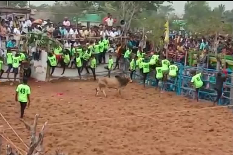 புதுக்கோட்டை மாவட்டம் மலையகோவில் ஜல்லிக்கட்டு