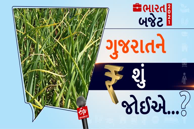 કેન્દ્રીય બજેટમાં ખેડૂતો અને પશુપાલકોને ઘણી આશા અને અપેક્ષા