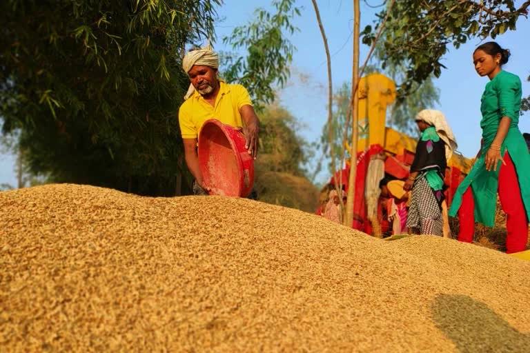 paddy purchase in chhattisgarh