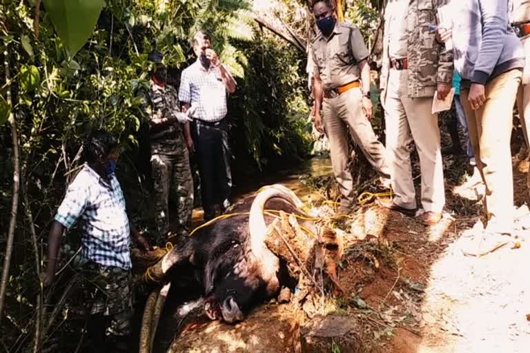 குன்னூரில் வாய் கிழிந்த வாய் கிழிந்த காட்டெருமை உயிரிழப்பு  Wild water buffalo  Wild water buffalo Dead In Coonoor  Wild water buffalo Dead In The Nilgiris  காட்டெருமை உயிரிழப்பு  நீலகிரியில் காட்டெருமை உயிரிழப்பு