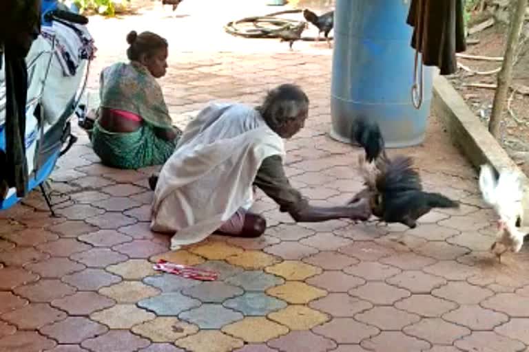 ವೃದ್ಧ ದಂಪತಿ ಕೋಳಿ ಕಳವು ವಿಡಿಯೋ ವೈರಲ್ ಪ್ರಕರಣ