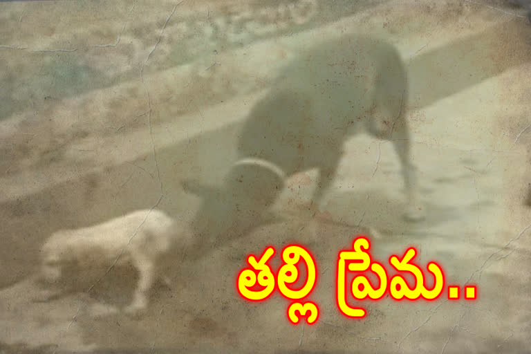 dog story in visakapatnam