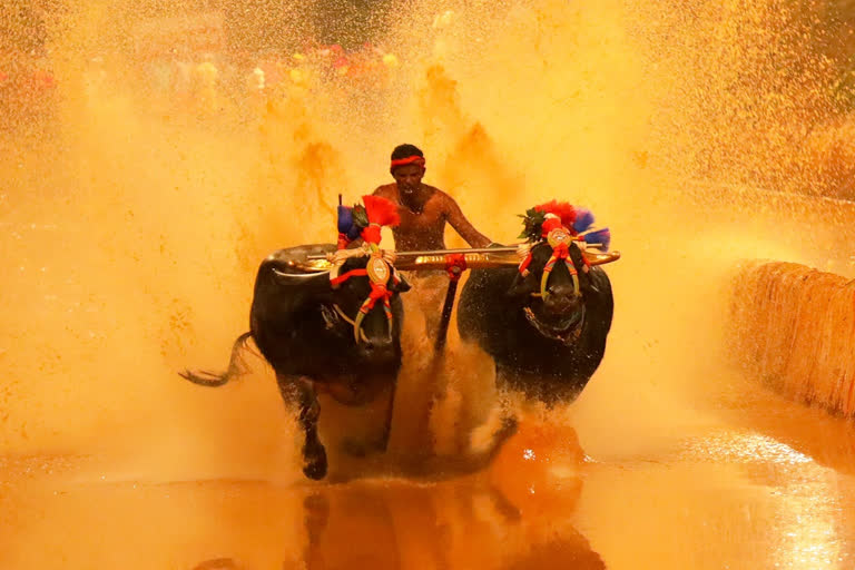 Kambala