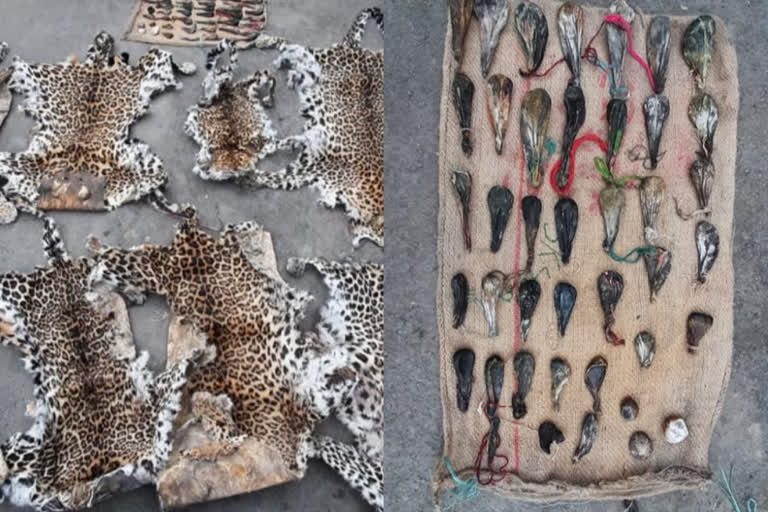 poacher-with-leopard-pelts-bear-biles-arrested-in-jk