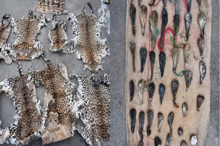 Leopard hides and bear bladders recovered in south Kashmir