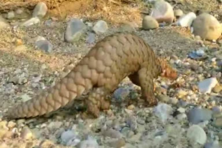 Rare species pangolin