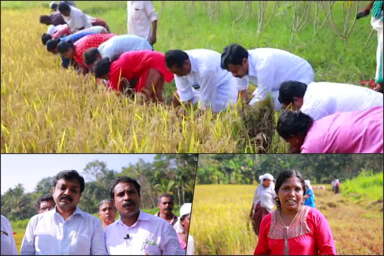 koyth  harvest festival in vettikavala panchayath  വെട്ടിക്കവല ഗ്രാമ പഞ്ചായത്തിൽ കൊയ്ത്തുത്സവം നടന്നു  കൊല്ലം  കൊല്ലം വാർത്തകൾ  വെട്ടിക്കവല ഗ്രാമ പഞ്ചായത്ത്