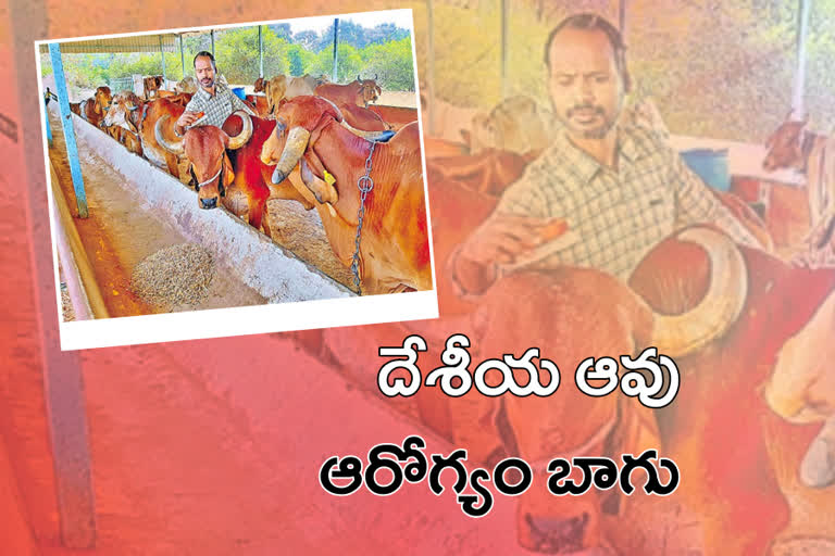 soft ware engineer started earning with cattle in yadadri bhuvanagiri district