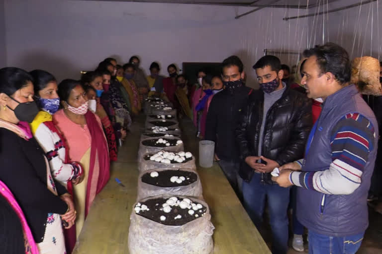 5-day camp organized on the subject of mushroom production at Krishi Vigyan Kendra