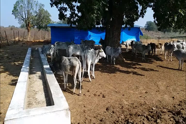 गौवंशों का नहीं मिल रहा चारा