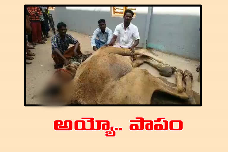 a camel died due to electrical shock