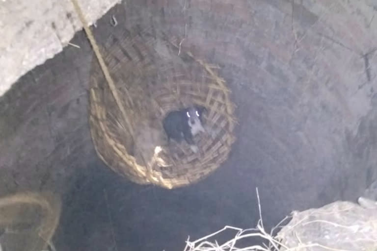 puppy removed from the well in sultanpur