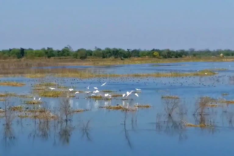 central-india-first-three-day-bird-festival-start-in-bemetara