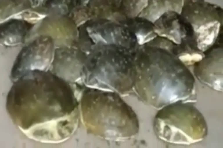 115 alive turtle recovered in koderma
