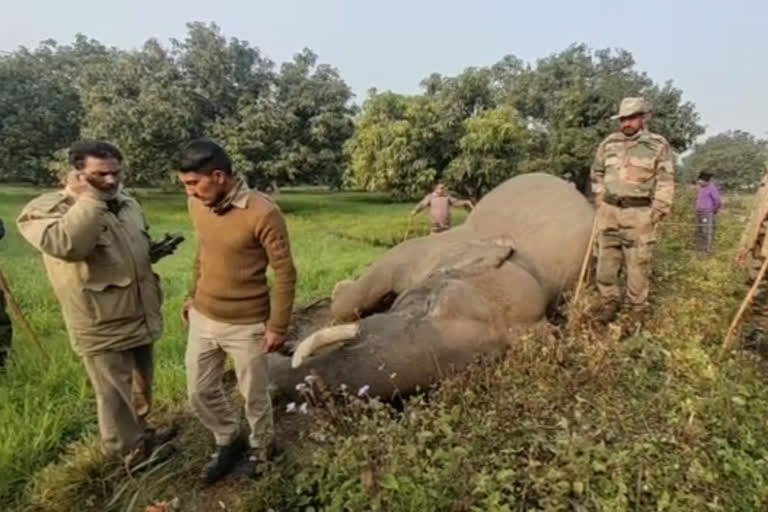 elephant dies from electric current in ramnagar uttarakhand