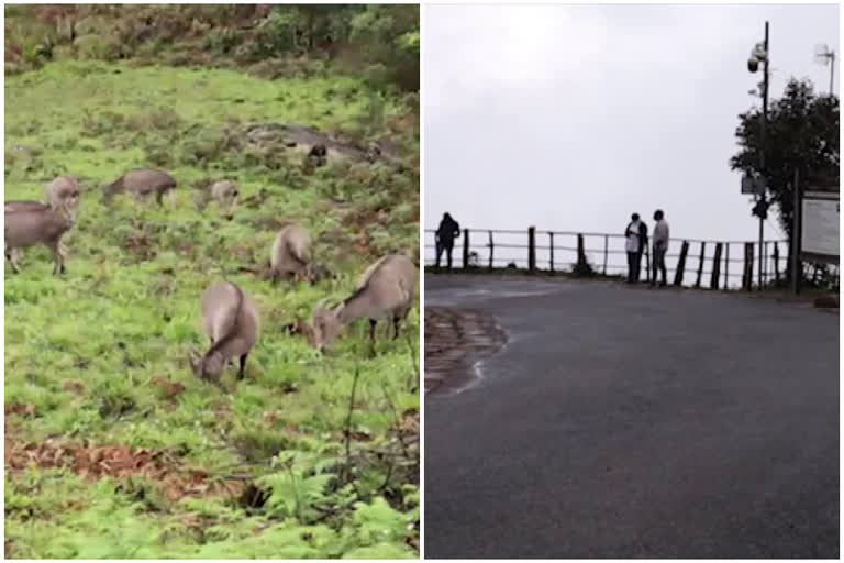 ഇടുക്കി  വരയാടുകളുടെ പ്രജനനകാലം  Eravikulam National Park  Nilgiri tahr  Breeding season Nilgiri tahr