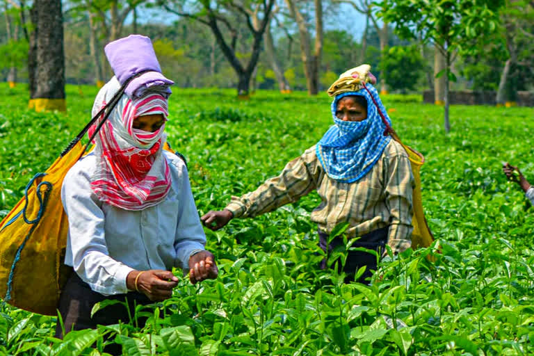 ৰাজ্যৰ চাহ শ্ৰমিক সকললৈ বিশেষ পেকেজ ঘোষণা বিত্ত মন্ত্ৰী নিৰ্মলা সীতাৰমণৰ