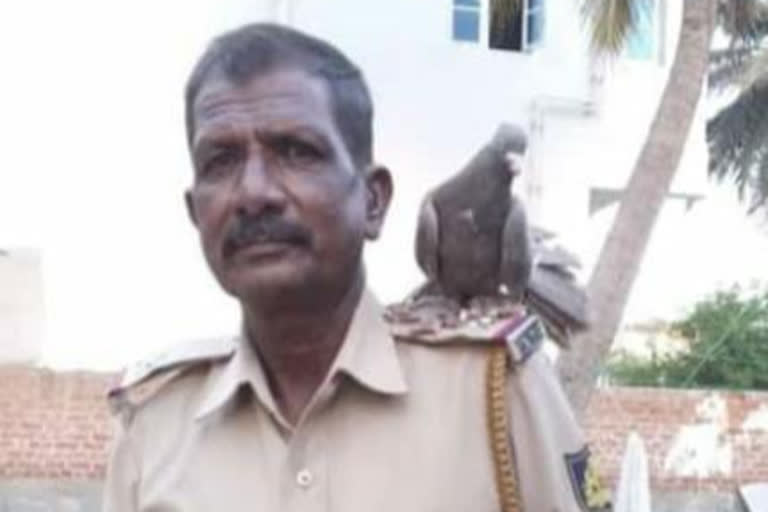 ASI Nataraju died, ASI Nataraju died in Mandya hospital, ASI Nataraju died news, Mandya news, Mandya crime news, ಎಎಸ್​ಐ ನಟರಾಜು ಸಾವು, ಮಂಡ್ಯ ಆಸ್ಪತ್ರೆಯಲ್ಲಿ ಎಎಸ್​ಐ ನಟರಾಜು ಸಾವು, ಎಎಸ್​ಐ ನಟರಾಜು ಸಾವು ಸುದ್ದಿ, ಮಂಡ್ಯ ಸುದ್ದಿ, ಮಂಡ್ಯ ಅಪರಾಧ ಸುದ್ದಿ,