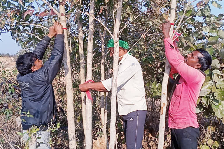 tribals tied rakhi to trees in palamu