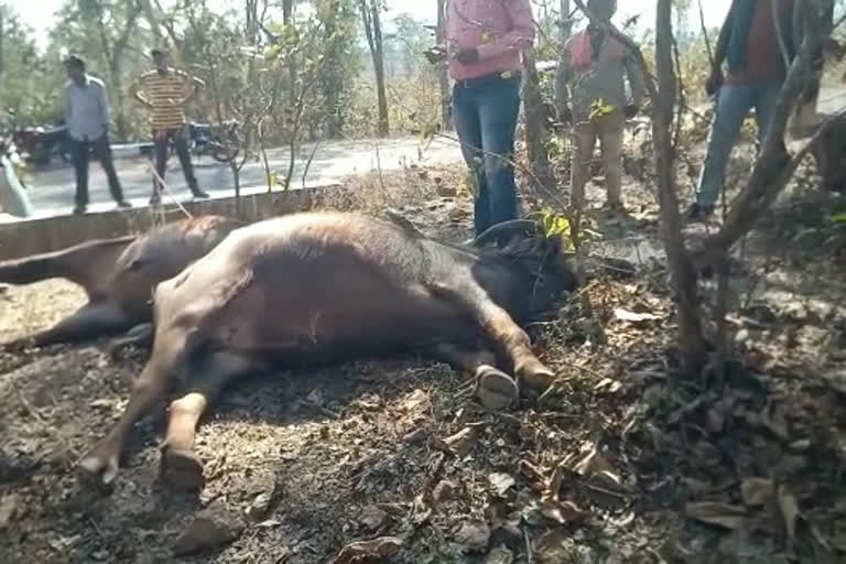 Two cattle died due to electric shock in kawrdha