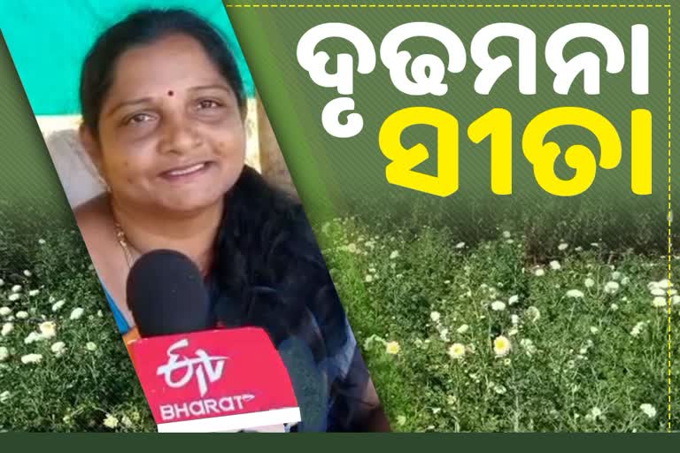 କ୍ଷେତରେ ସୁନା ଫସଲ ଫଳାଇଲେ ମହିଳା