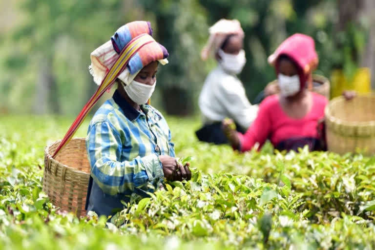 Govt to provide Rs 1000 cr for welfare scheme  welfare scheme for tea workers of Assam  Budget for tea workers of Assam  Sitharaman on tea workers of Assam  tea workers of Assam and WB  അസം, പശ്ചിമ ബംഗാൾ തേയിലത്തോട്ടം തൊഴിലാളികളുടെ ക്ഷേമത്തിനായി 1,000 കോടി  ബജറ്റ് 2021  ന്യൂഡൽഹി