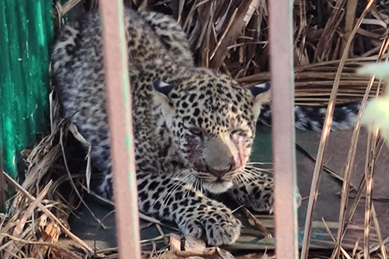 Leopard captured in forest department kept cage