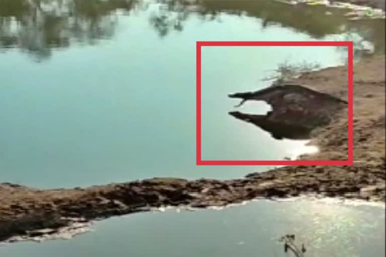 crocodile found in Ghalapuji Lake