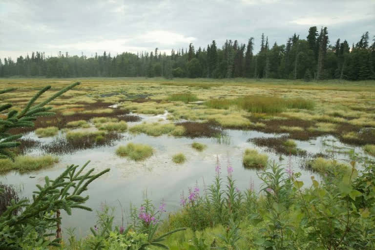 World Wetlands Day 2021: The need to conserve these distinct ecosystem