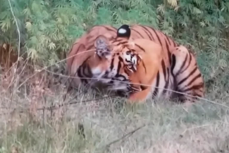 tiger