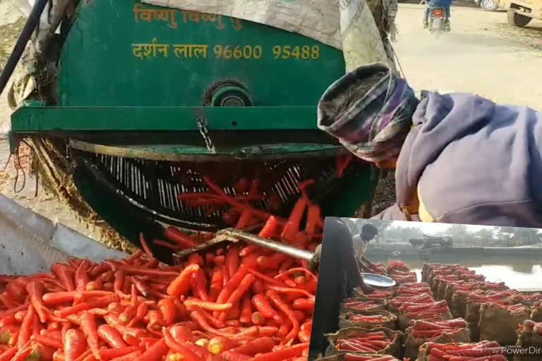 farmers using jugad machine to wash carrot, मशीन से गाजरों की धुलाई