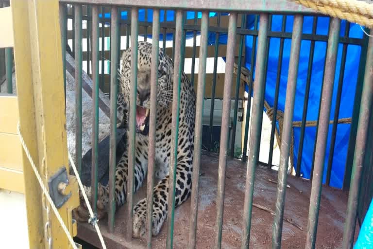 cheetah captured at mysore